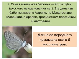 Бабочки, слайд 18
