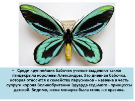 Бабочки, слайд 24