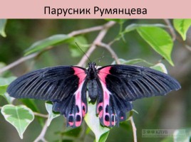 Бабочки, слайд 29