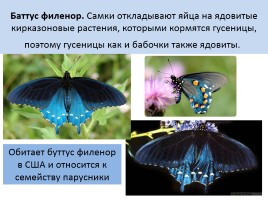 Бабочки, слайд 34