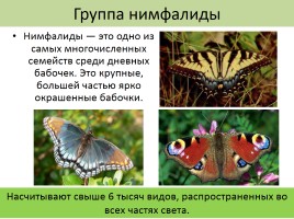 Бабочки, слайд 36
