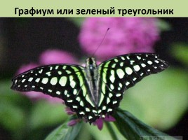Бабочки, слайд 51