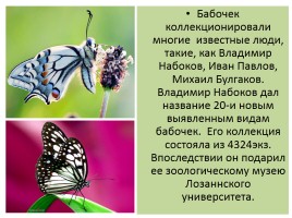 Бабочки, слайд 7
