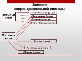 Опорно-двигательная система, слайд 3