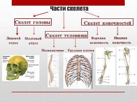 Опорно-двигательная система, слайд 5