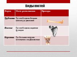 Опорно-двигательная система, слайд 9