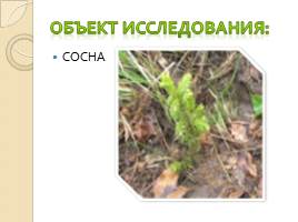 Исследовательская работа ученицы 2 класса «Будущее леса в руках школьников», слайд 6