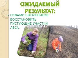Исследовательская работа ученицы 2 класса «Будущее леса в руках школьников», слайд 7