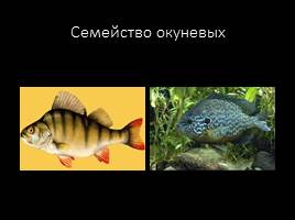 Классификация рыб по семействам, слайд 11