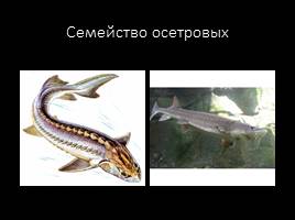 Классификация рыб по семействам, слайд 3