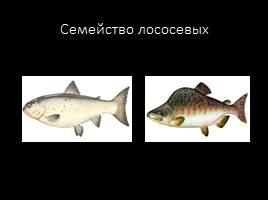 Классификация рыб по семействам, слайд 5