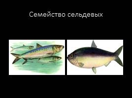 Классификация рыб по семействам, слайд 7