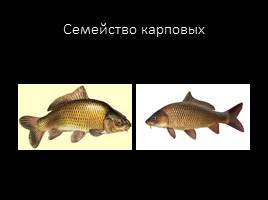 Классификация рыб по семействам, слайд 9