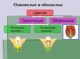 Цветок - его строение и значение, слайд 13