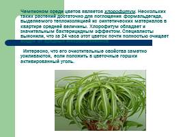 Влияние комнатных растений на человека, слайд 8