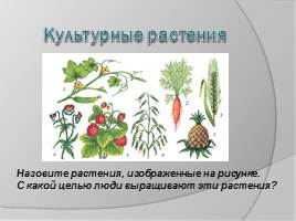 Ботаника - наука о растениях, слайд 3