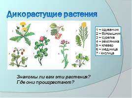 Ботаника - наука о растениях, слайд 4