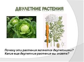 Ботаника - наука о растениях, слайд 7