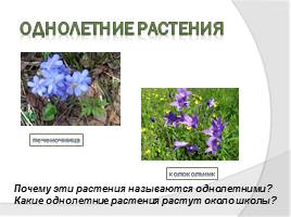 Ботаника - наука о растениях, слайд 8