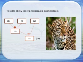 Семейство кошачьих в цифрах, слайд 14