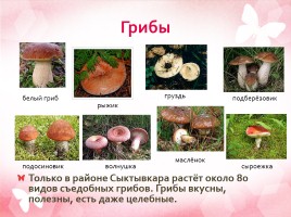 Дары леса - грибы, слайд 3