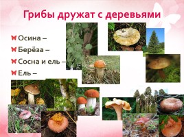 Дары леса - грибы, слайд 8