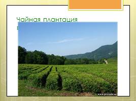 Исследовательская работа «Чай и его влияние на организм человека», слайд 19