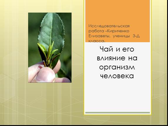 Исследовательская работа «Чай и его влияние на организм человека»