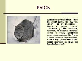 Животные Красной книги Шушенского района, слайд 16