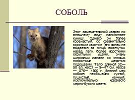 Животные Красной книги Шушенского района, слайд 17