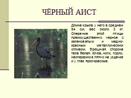 Животные Красной книги Шушенского района, слайд 3