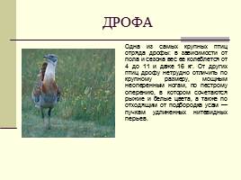 Животные Красной книги Шушенского района, слайд 7
