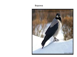 Зимующие птицы, слайд 14