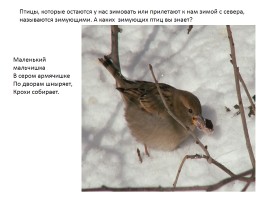 Зимующие птицы, слайд 3