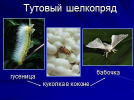 Натуральные волокна животного происхождения, слайд 13