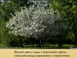 Русская пейзажная живопись, слайд 15