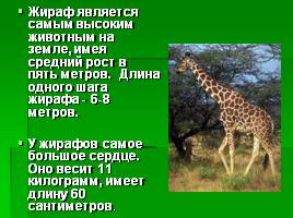 Интересные факты о жирафах, слайд 3