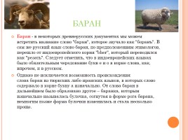 Этимология некоторых слов по теме «Животные», слайд 5