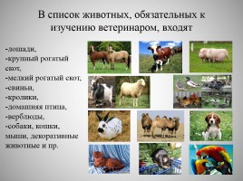 Внеклассное мероприятие по профориентации «Ветеринар», слайд 18