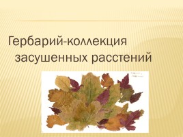 Третье склонение имен существительных, слайд 6