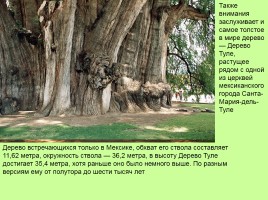 Удивительные деревья, слайд 31
