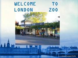 Лондонский зоопарк, слайд 1