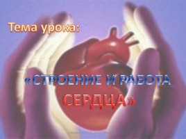 Строение и работа сердца, слайд 1