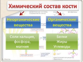 Опорно-двигательная система - Строение, состав и свойства костей, слайд 11