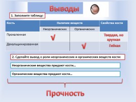 Опорно-двигательная система - Строение, состав и свойства костей, слайд 13