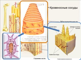 Опорно-двигательная система - Строение, состав и свойства костей, слайд 23