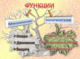 Опорно-двигательная система - Строение, состав и свойства костей, слайд 8