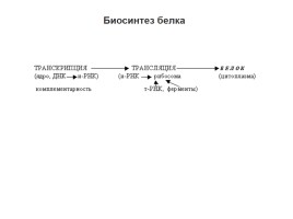 Биосинтез белка, слайд 15