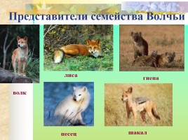 Многообразие млекопитающих, слайд 16