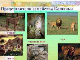 Многообразие млекопитающих, слайд 18